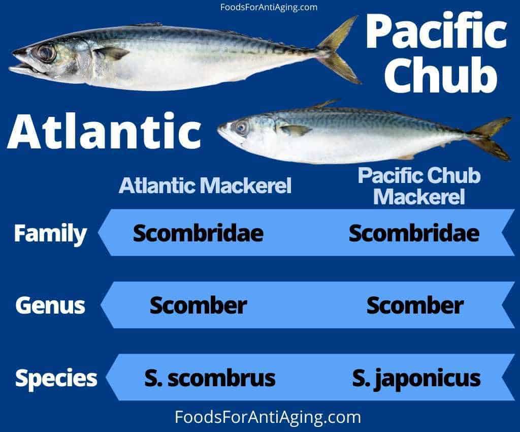 Atlantic mackerel and pacific chub mackerel photo comparison