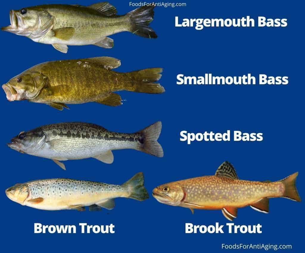 Bass fish and trout fish photo comparison
