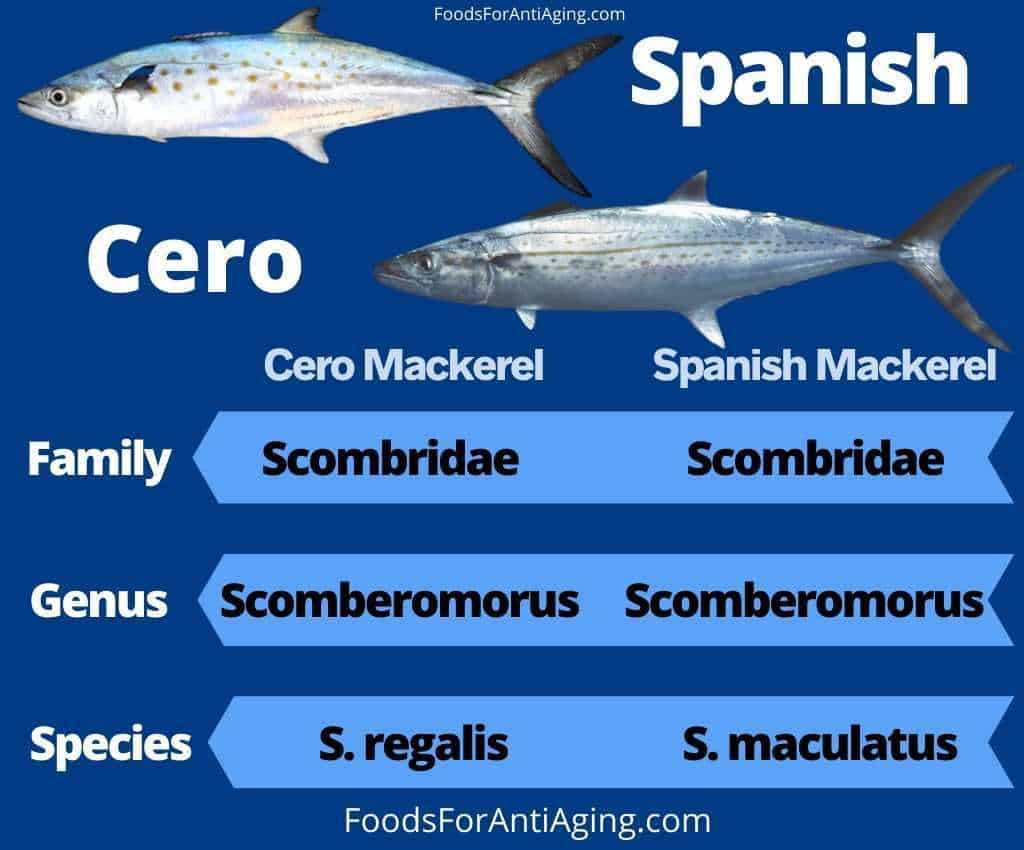 Cero Mackerel and Spanish Mackerel photo comparison