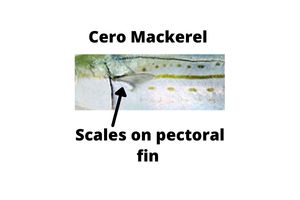 A picture showing the Cero mackerel scales