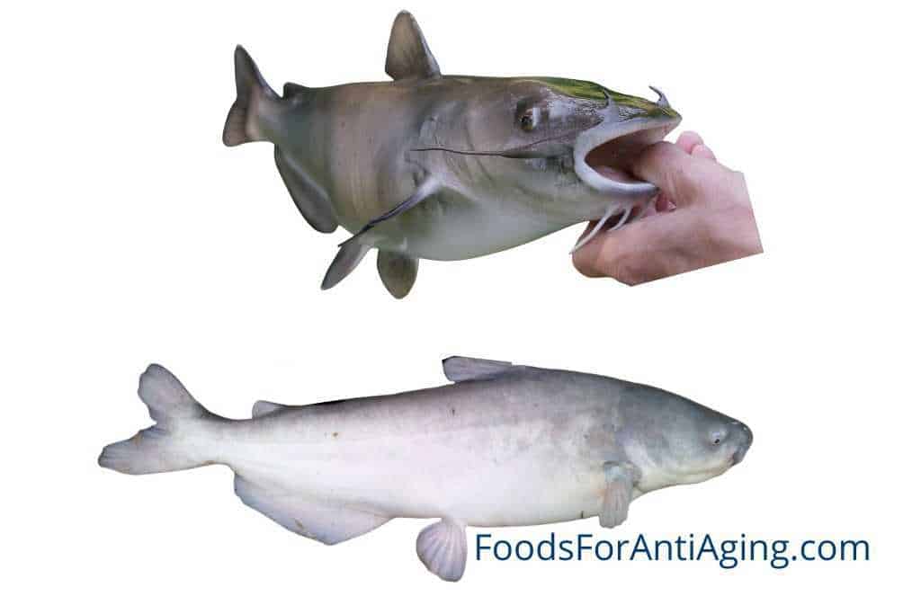 channel catfish and blue catfish photo comparison