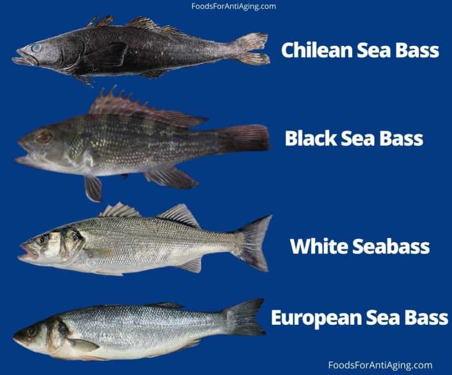 chilean sea bass and sea bass photo comparison
