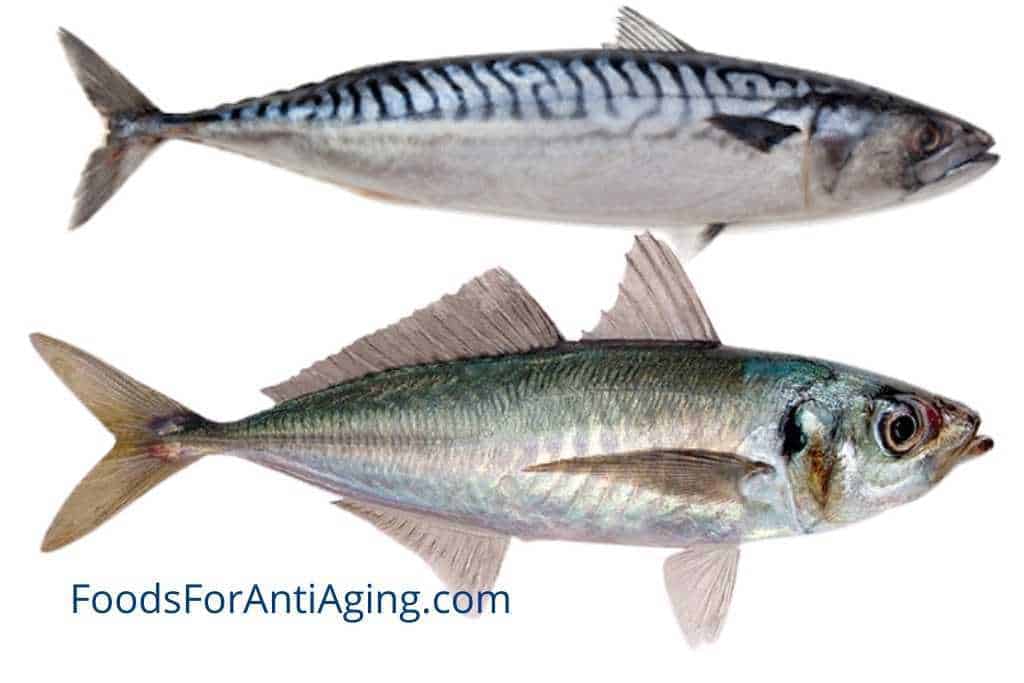 jack mackerel and chub mackerel photo comparison