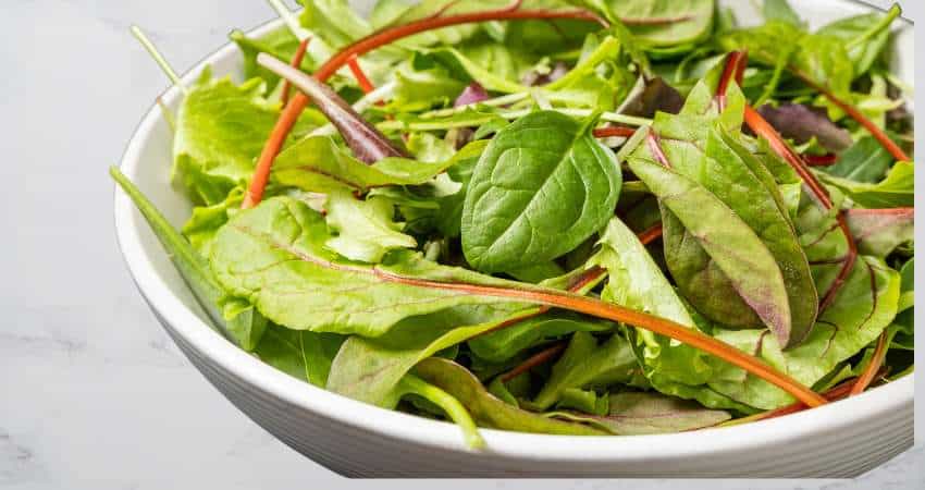 Lettuce and spinach salad