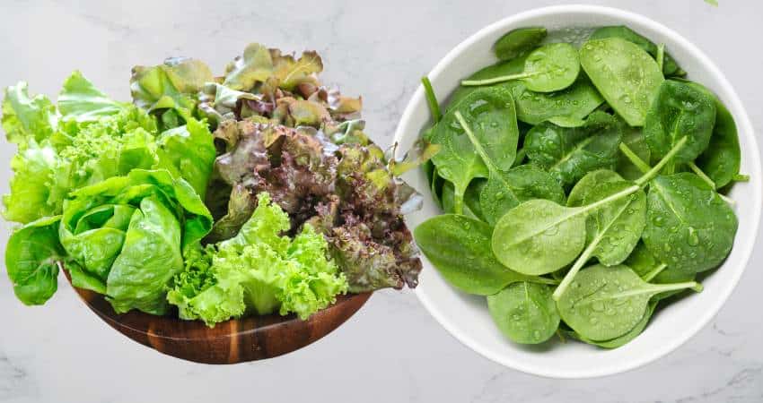 A photo comparing lettuce and spinach.