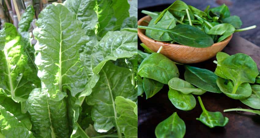Mature spinach and baby spinach.