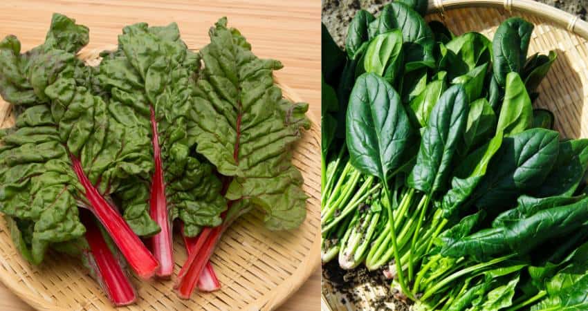 Swiss chard and spinach picture
