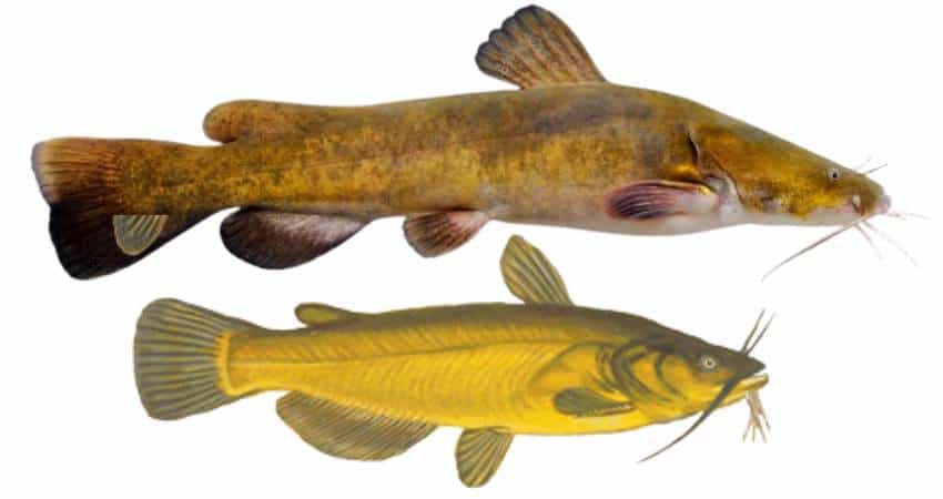 Flathead catfish on the top and a yellow bullhead on the bottom