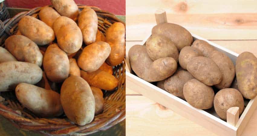 Idaho potatoes on the left and Russet potatoes on the right