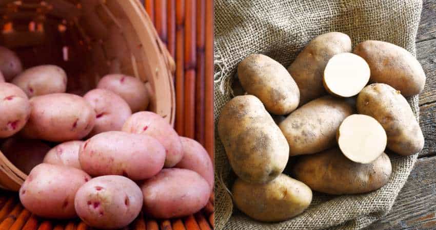 Red potatoes on the left and russet potatoes on the right