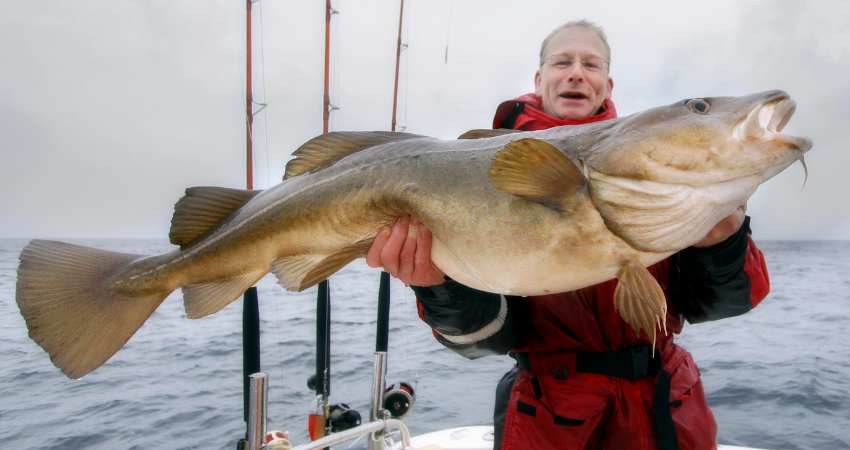 A pacific cod to be proud of