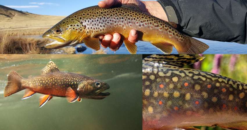 Brown trout on the top and brook trout on the bottom