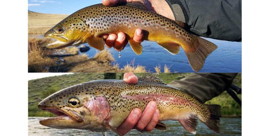 Brown trout on the top and rainbow trout on the bottom.