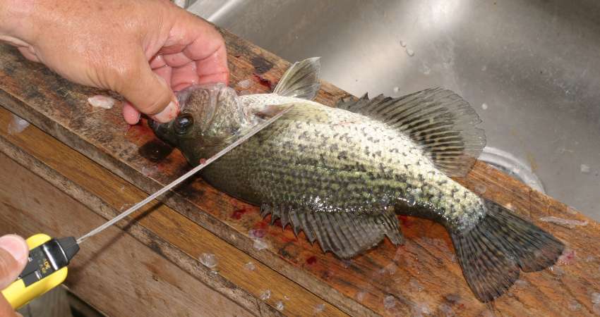 Preparing a crappie for cooking