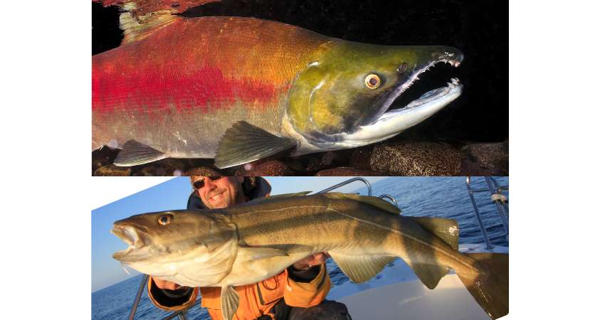 Sockeye salmon on the top and pacific cod on the bottom