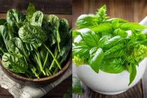 Basil vs Spinach: A Complete Comparison Including Nutrients