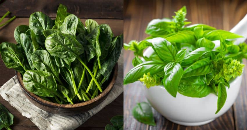 Spinach on the left and basil on the right.