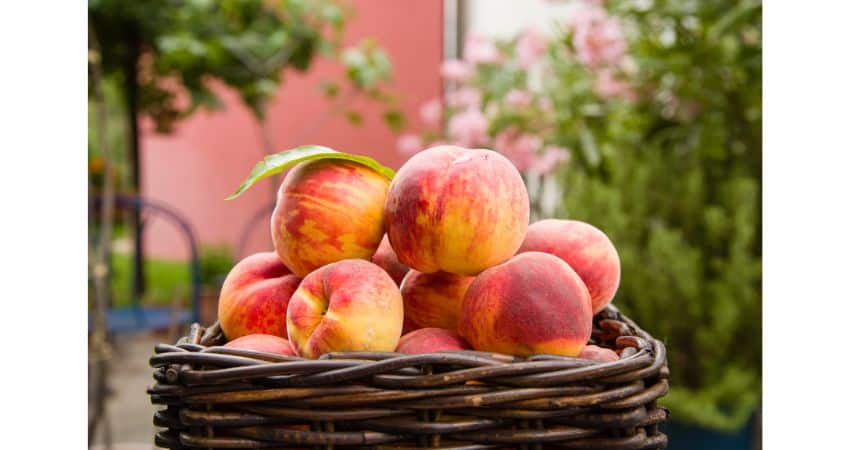 Whole peaches in a basket.