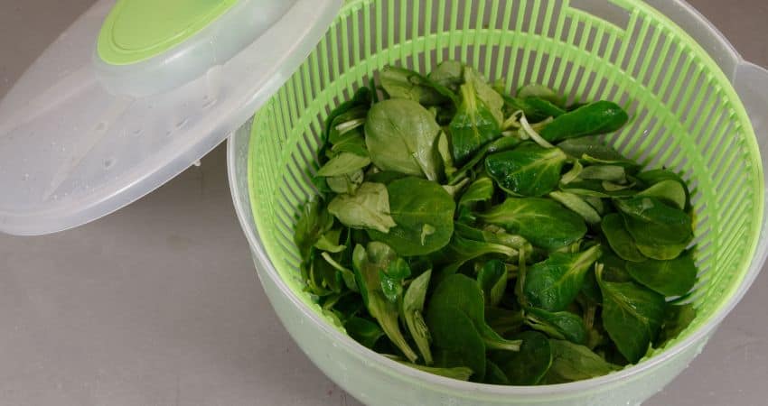 Spinach in a salad spinner.