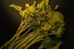 Why Spinach Turns Yellow: Spoilage, Deficiencies and Stress